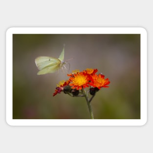 Sulphur Butterfly on Hawkweed - Algonquin Park, Canada Sticker